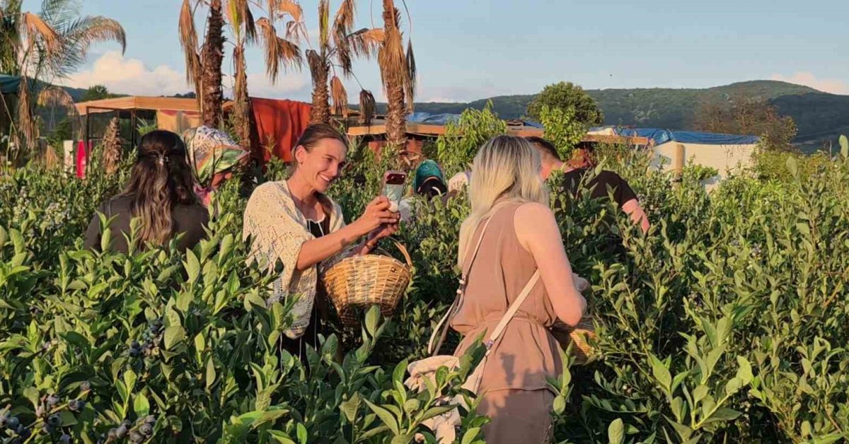 duzcede yaban mersini bahcesi buyuk ilgi goruyor d5Wme96U.jpg
