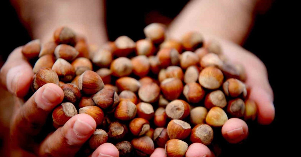 duzceden avrupaya findik ihracatinda son durum MiUpE9xa.jpg