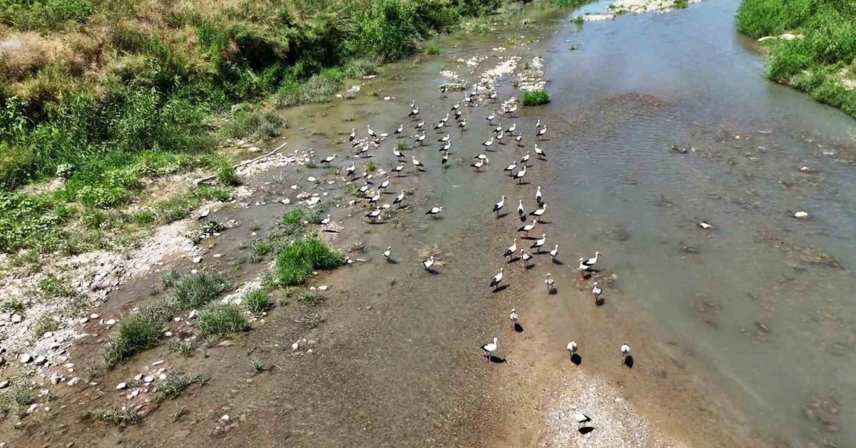 karabukte leylekler soganli cayini mesken tuttu FXJslyGN.jpg
