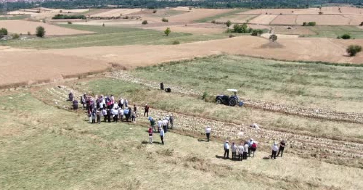 kastamonu taskopru sarimsak geliyor hJHOeERT.jpg