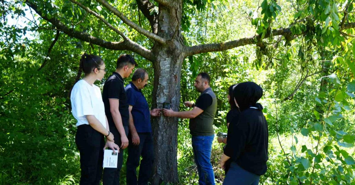 kastamonuda ayi kiraz agaclarina zarar verdi BhCrgbUH.jpg