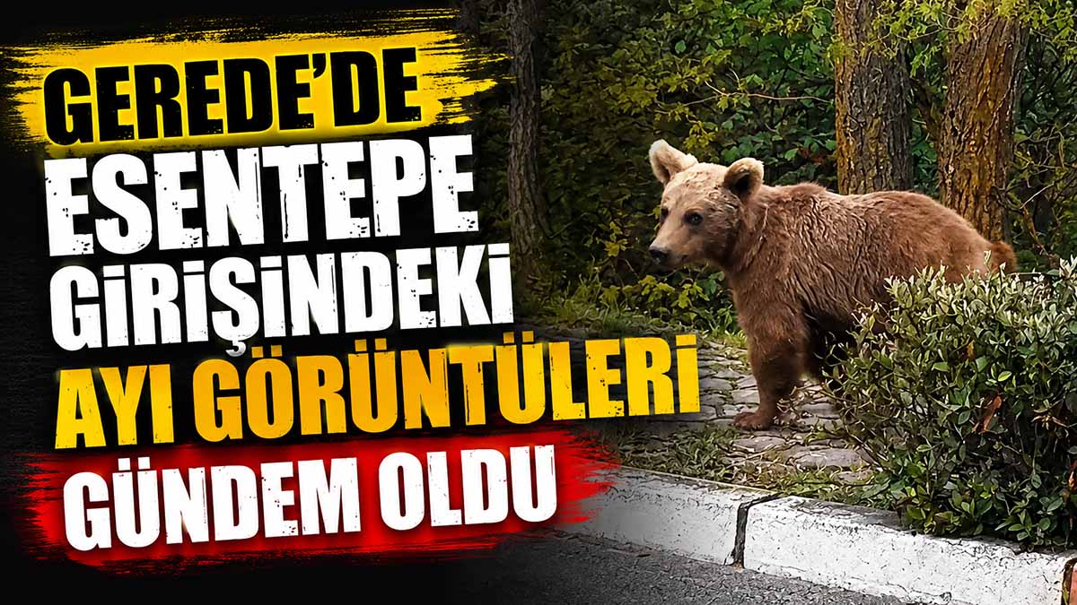 Gerede'de Esentepe Girişindeki Ayı Görüntüleri Gündem Oldu