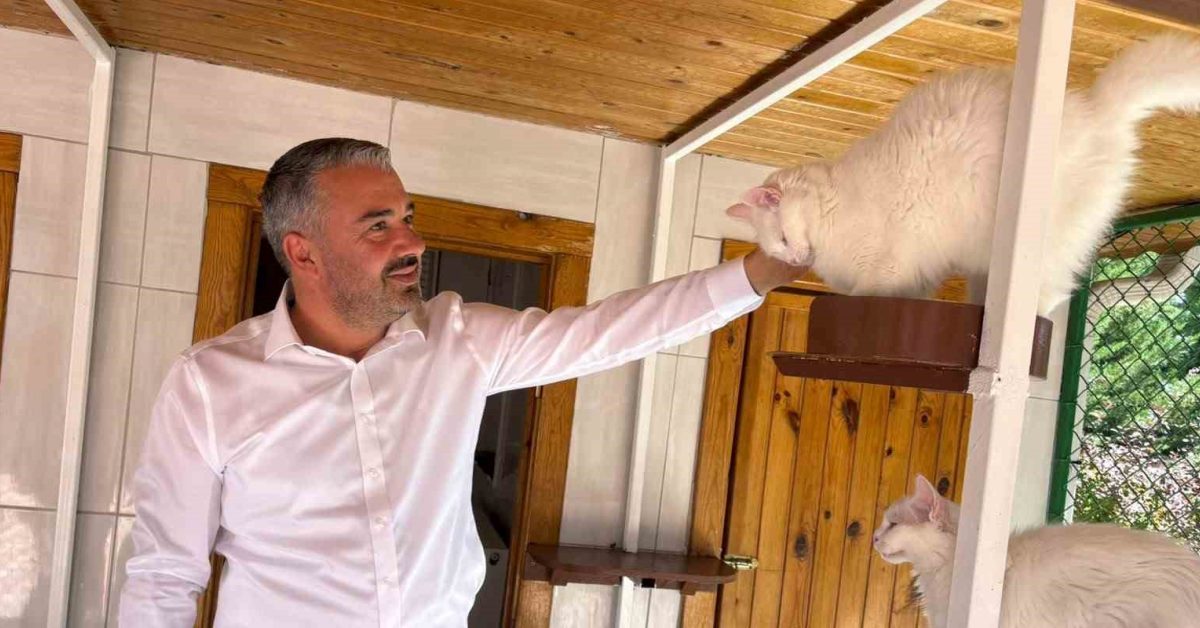 ankaranin kedileri artik dunyaya canli yayinda tanitiliyor fZCslefQ.jpg