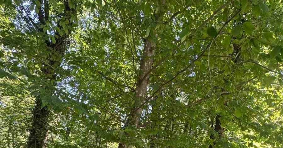 bartinda feci kaza otomobil agaca carpti IqCV9fly.jpg
