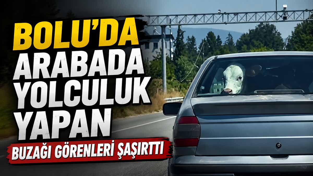 bolu buzağı yolculuk