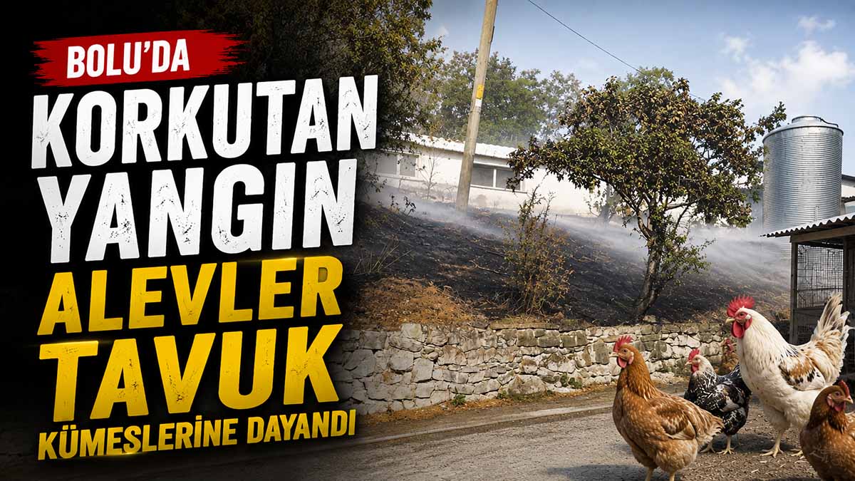 bolu yangın tavuk