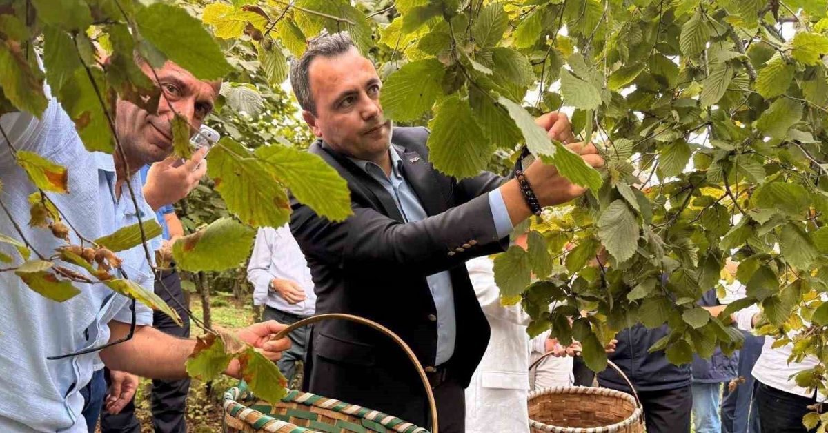 duzce akcakocada findik hasat senligi coskuyla gerceklesti hH6nX9Hw.jpg