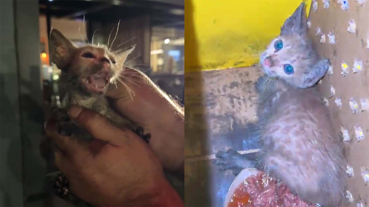gerede yunanistan kedi