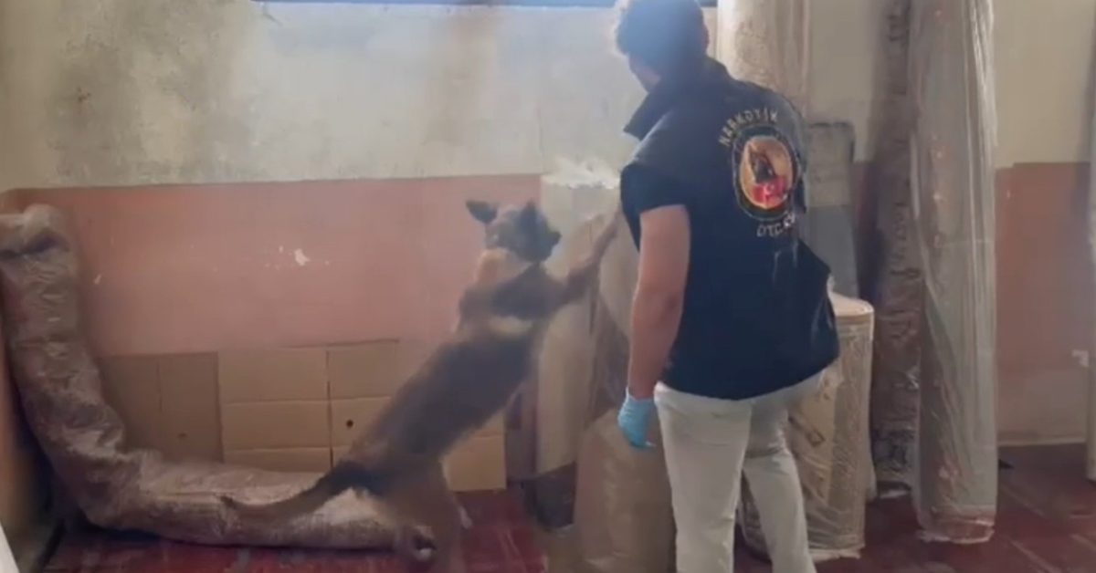 kastamonuda uyusturucu operasyonu 15 gozalti var R9gQAxDX.jpg
