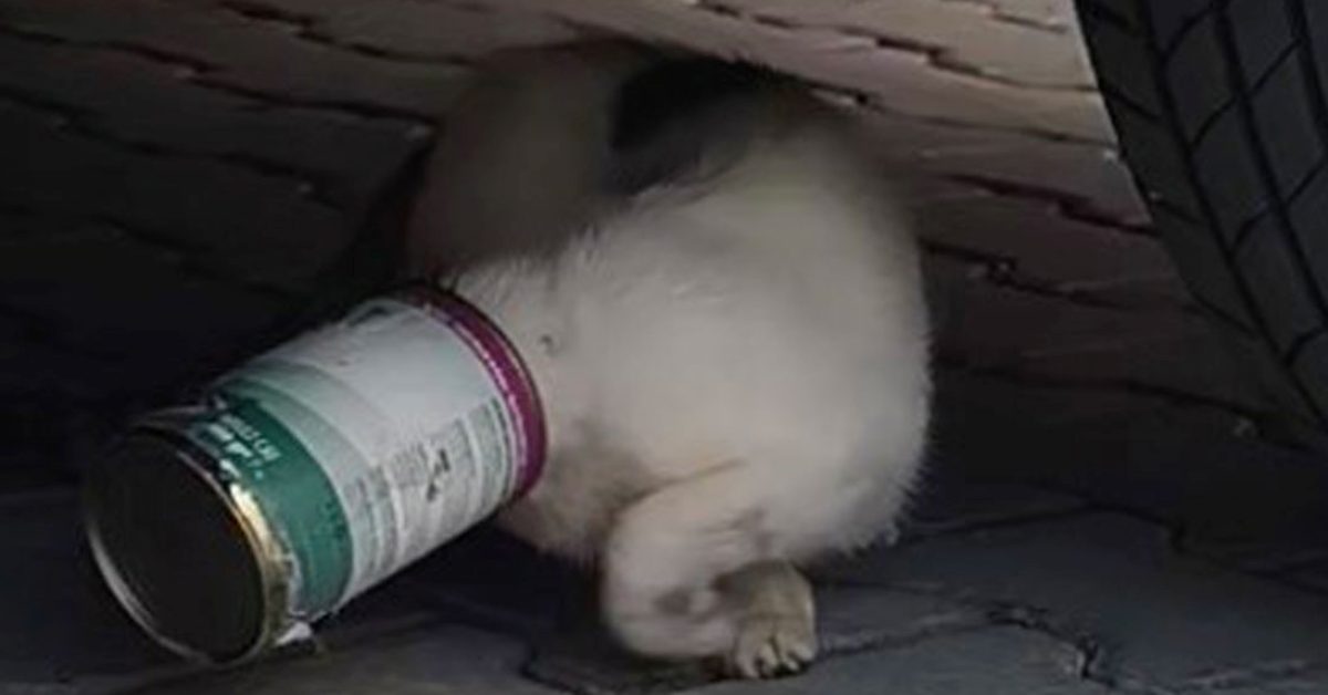sakaryada kafasina konserve kutusu sikisan kedi kurtarildi 6fcgSJca.jpg