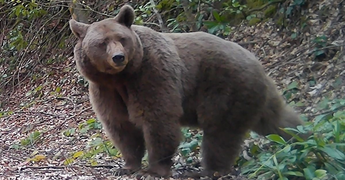 sakaryada yaban hayati fotokapanlarla kesfedildi GYMmeqIp.jpg