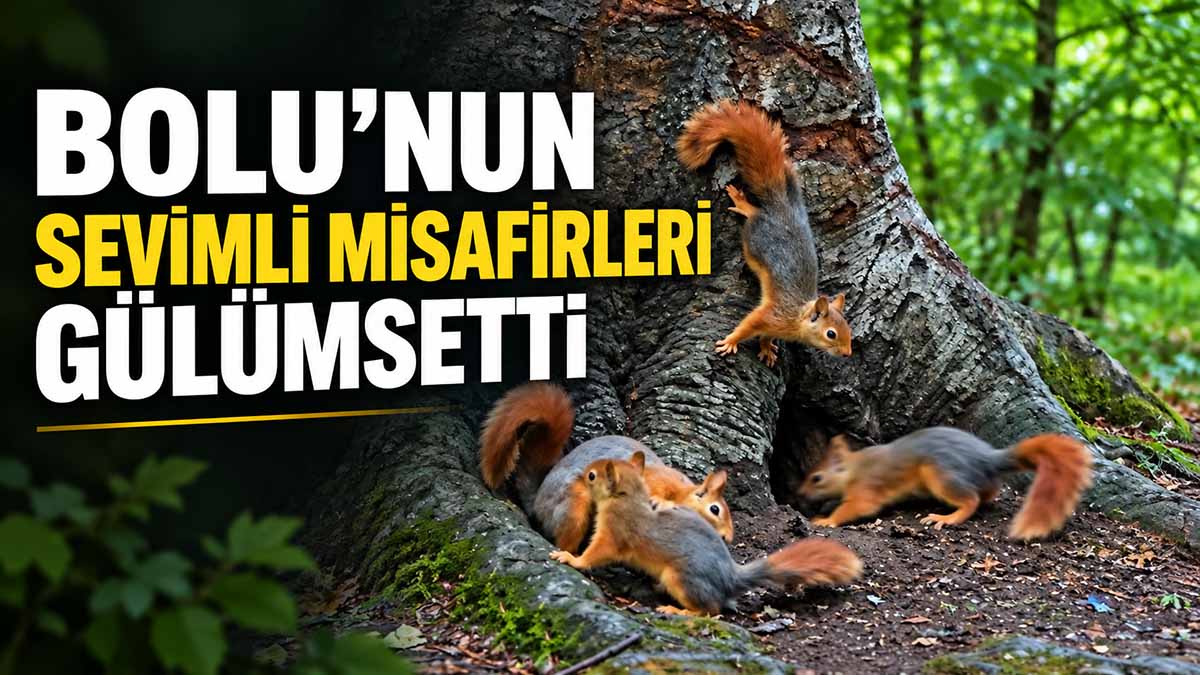 Bolu’da 4 Sincabın Renkli Anları Görüntülendi