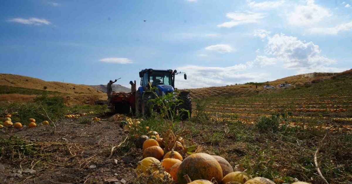 ankara polatlida kabak cekirdegi hasadi basladi TOIAtZaS.jpg