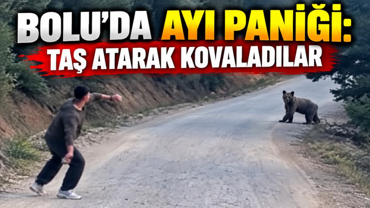 ayı (1)