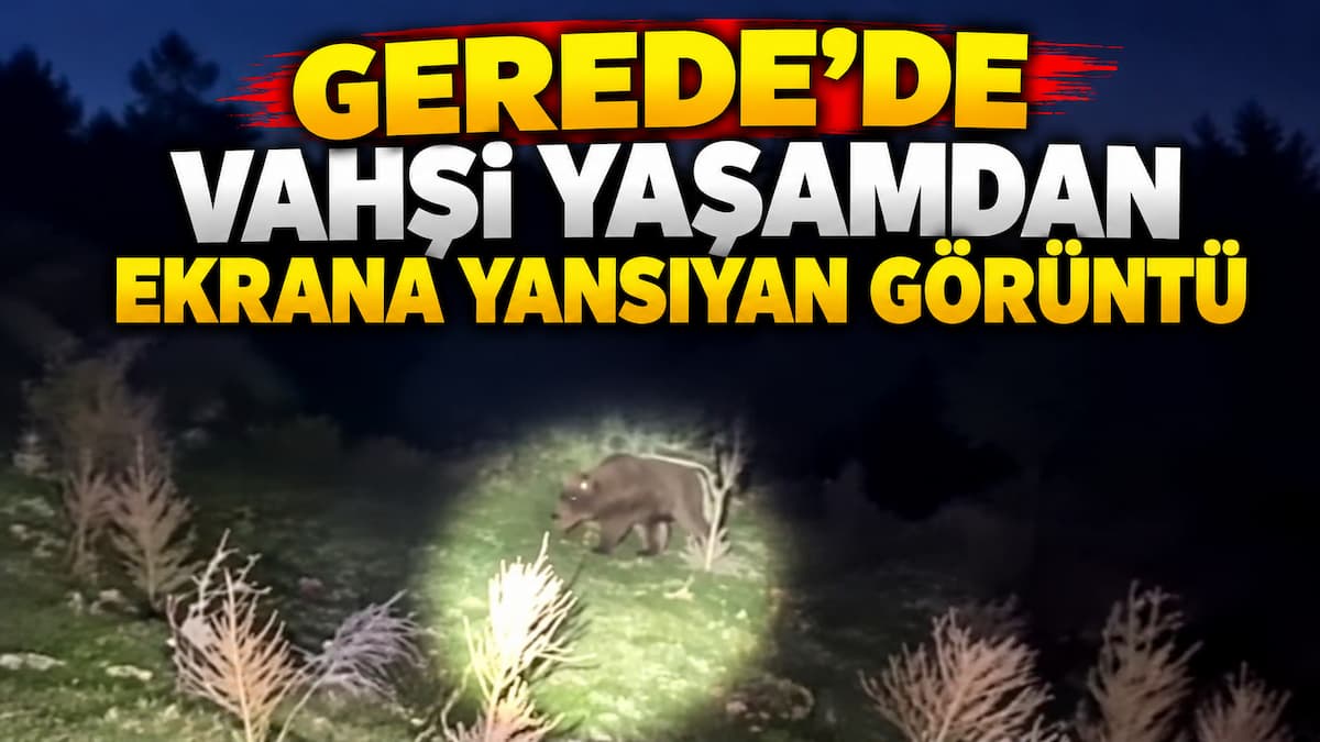 ayı