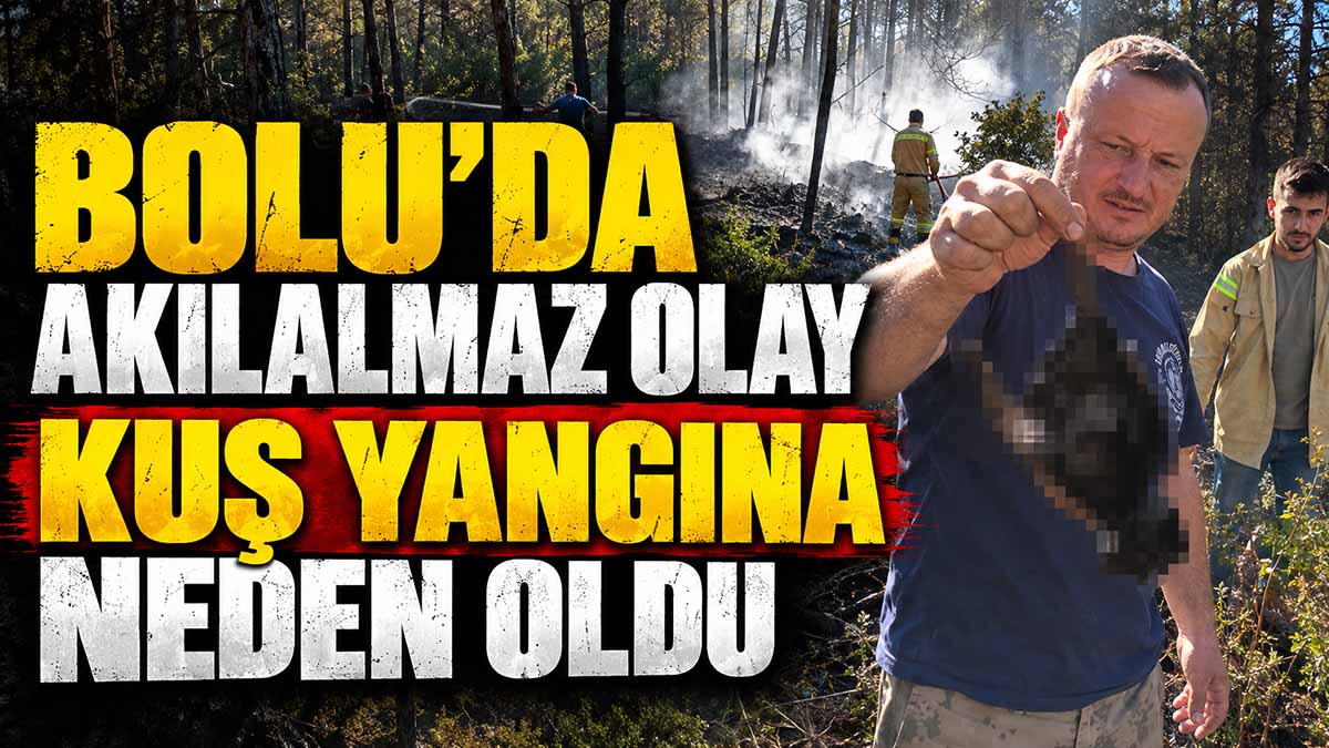 bolu kuş yangın