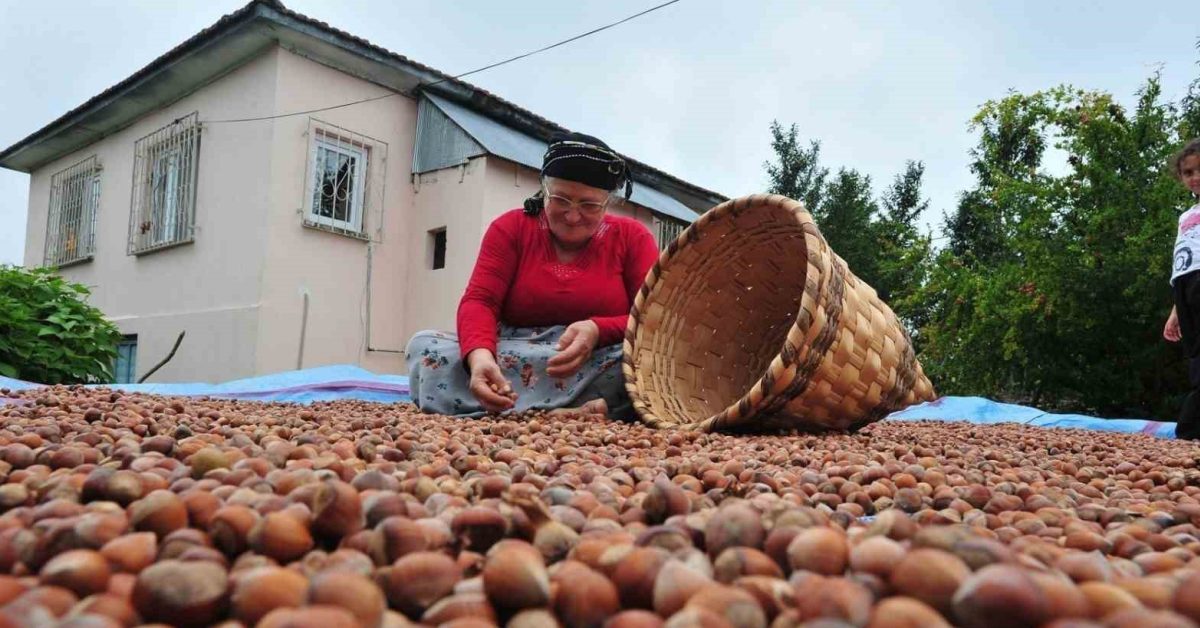 duzceden avrupaya 7 ayda 7 bin 192 ton gonderildi uEOXxRNI.jpg