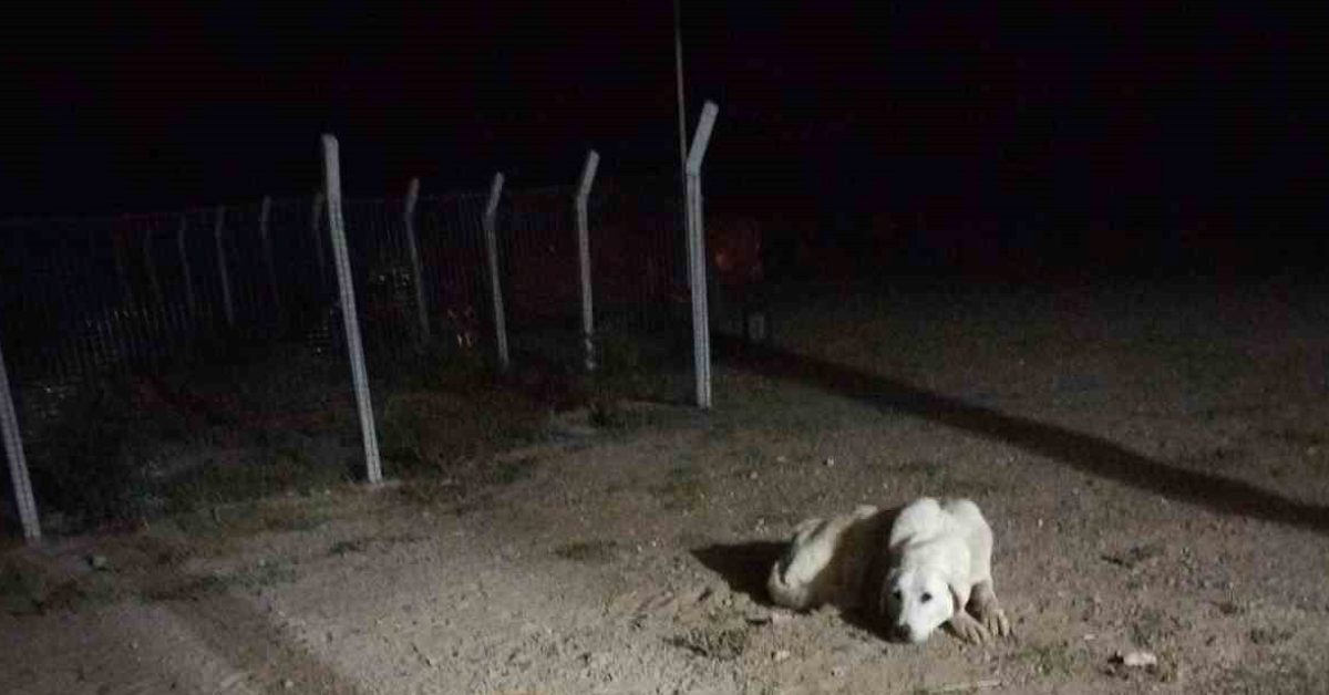 eskisehirde bahceye gelen ac tilki gundem oldu 7HI53MOP.jpg