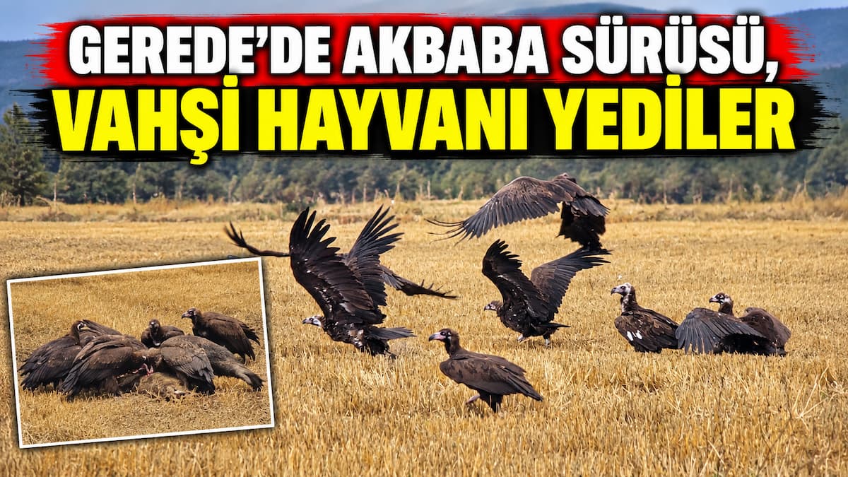 gerede akbaba