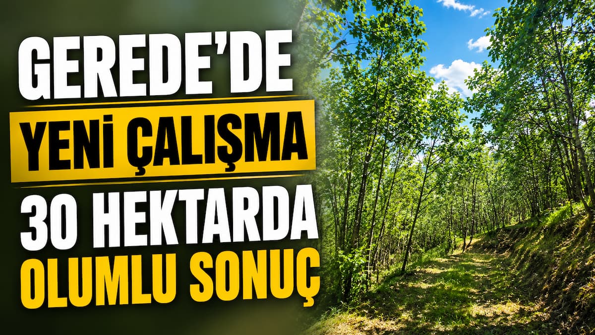 gerede fındık ormanı