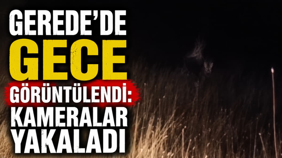 gerede geyik