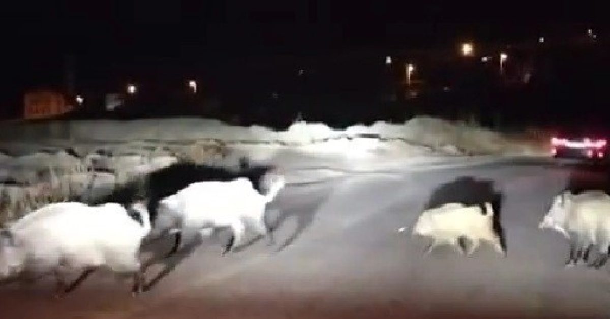 karabukte yaban domuzu surusu suruculeri saskina cevirdi ZxZd4yrL.jpg