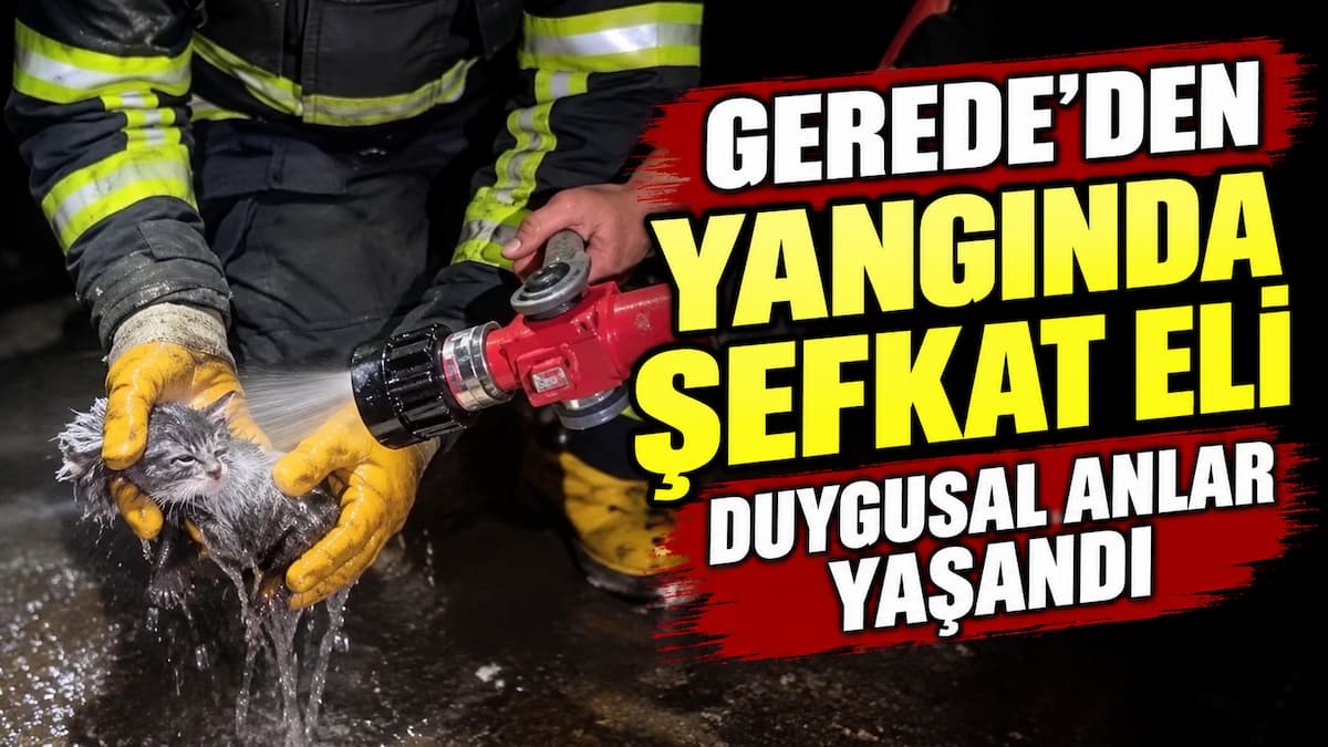 yangın kedi