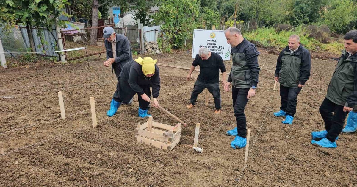 zonguldakta salep uretimiyle 3 milyon lira gelir hedefi 125EaCNI.jpg