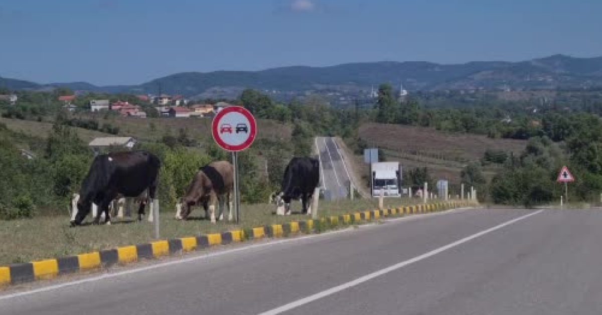 zonguldakta yola atlayan basibos hayvanlar tehlike saciyor gCLircgC.jpg