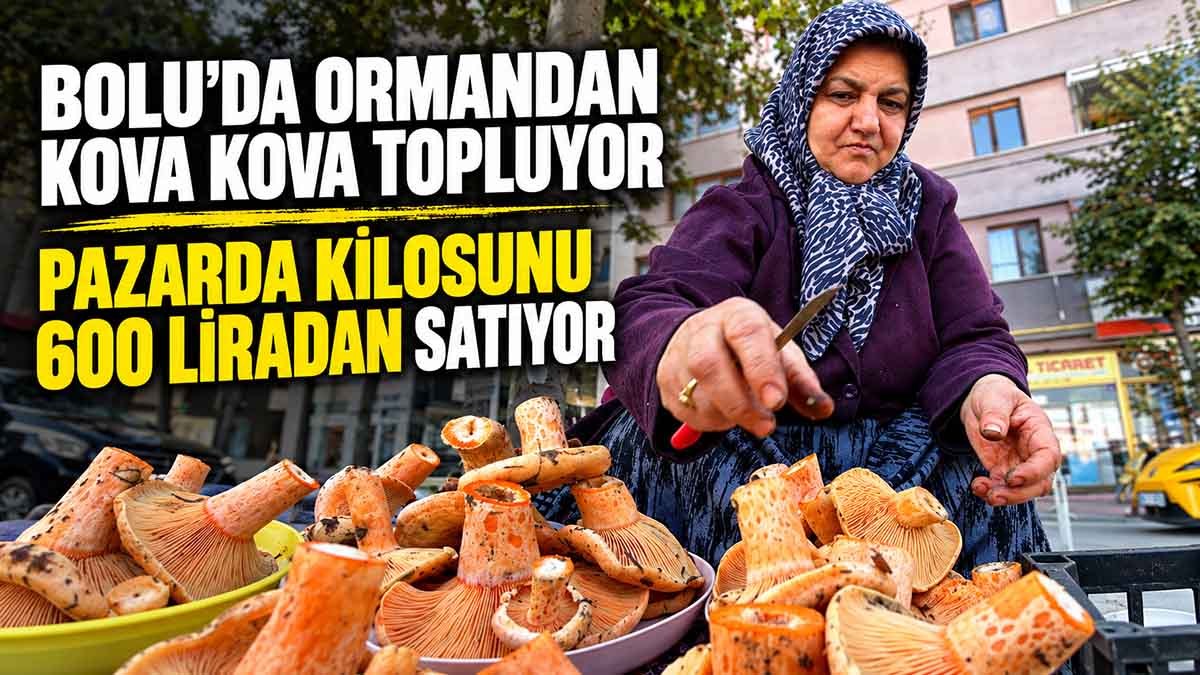 Bolu’da Ormandan Toplanan Kanlıca Mantarı 600 Liradan Satılıyor2