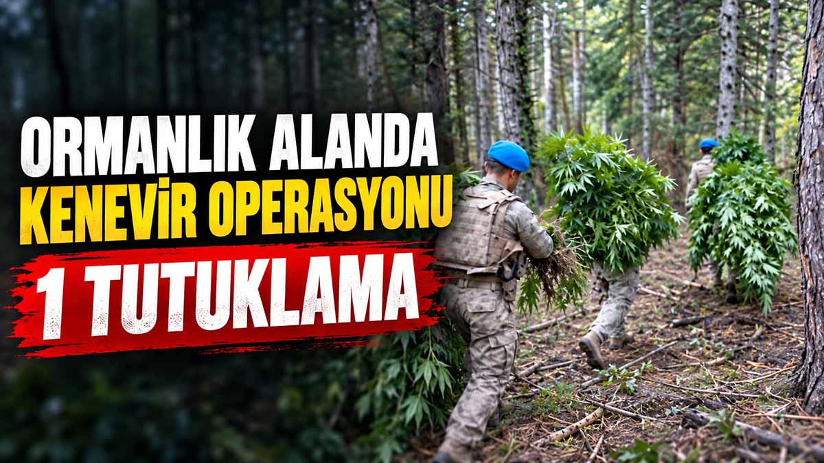 Ormanlık Alanda Kenevir Operasyonu