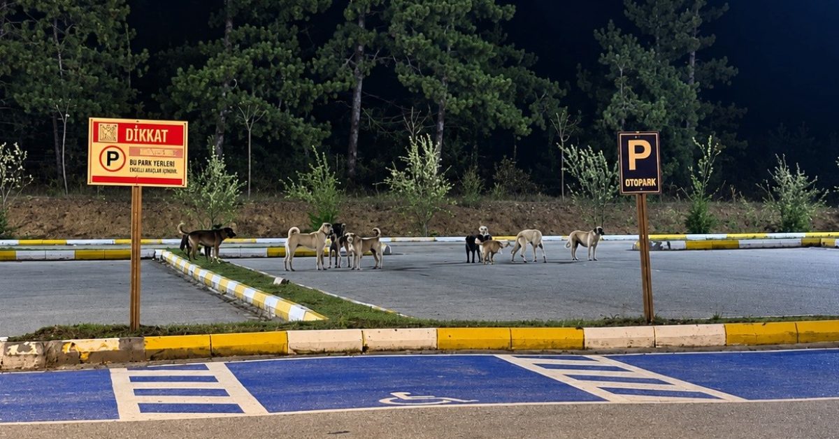 bilecik golparkta suru halinde dolasan kopekler tedirgin ediyor pNgLxvhW.jpg