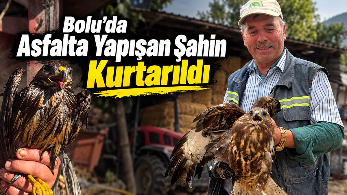 bolu asfalta yapışan şahin
