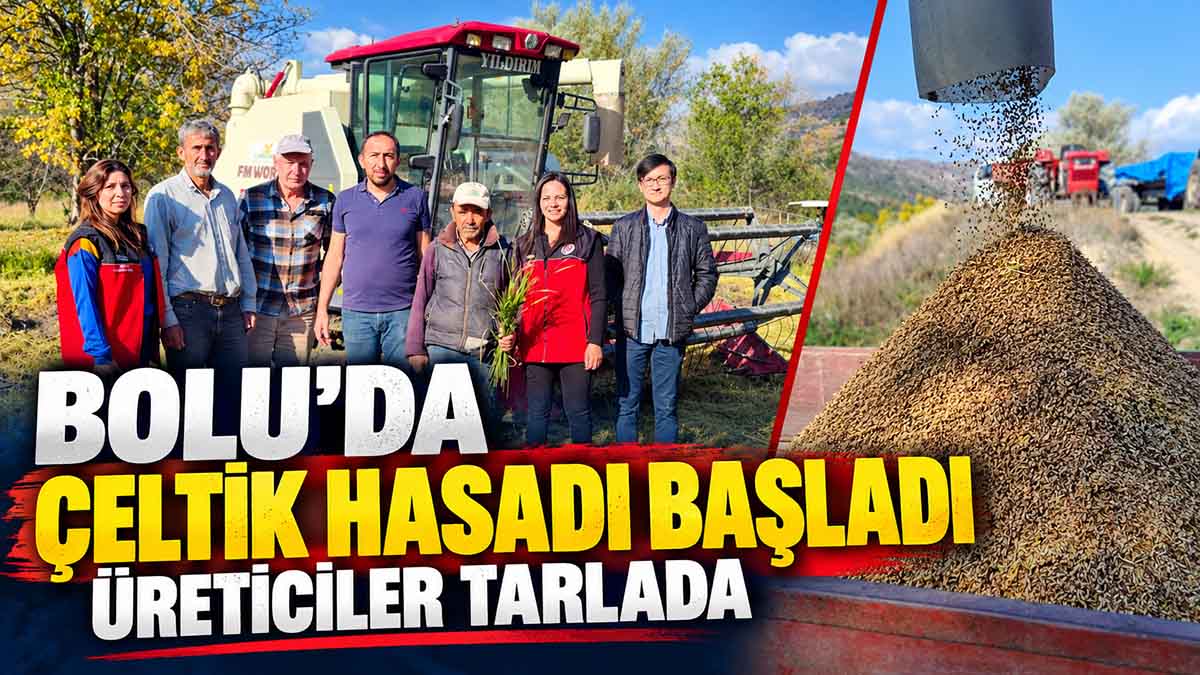 bolu çeltik hasadı
