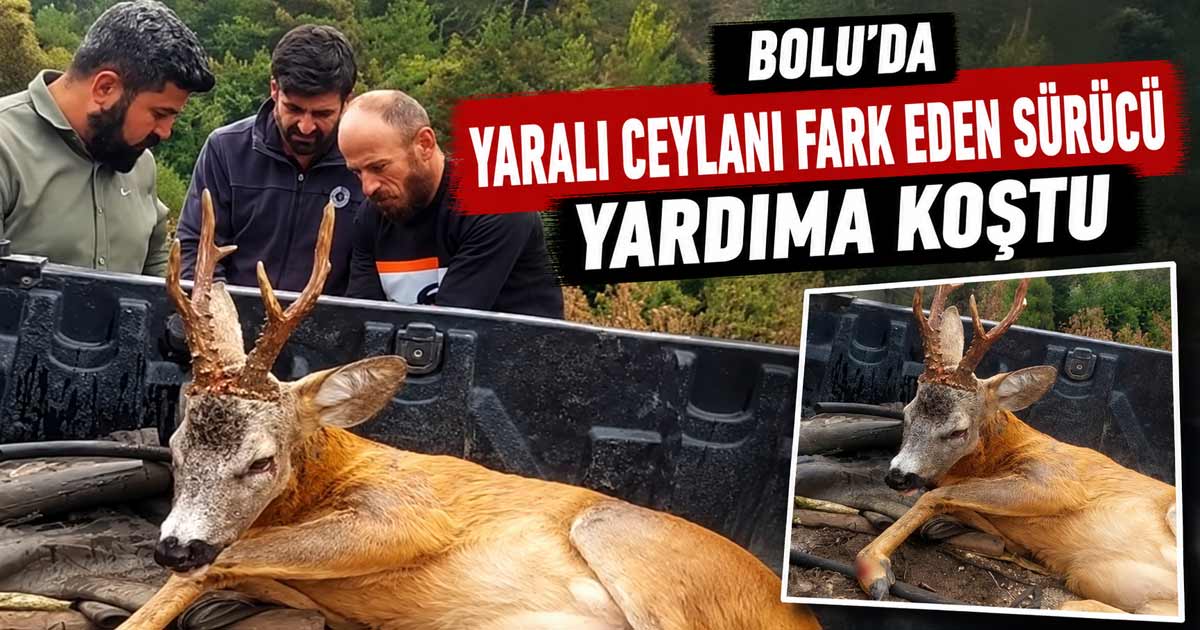 bolu ceylan