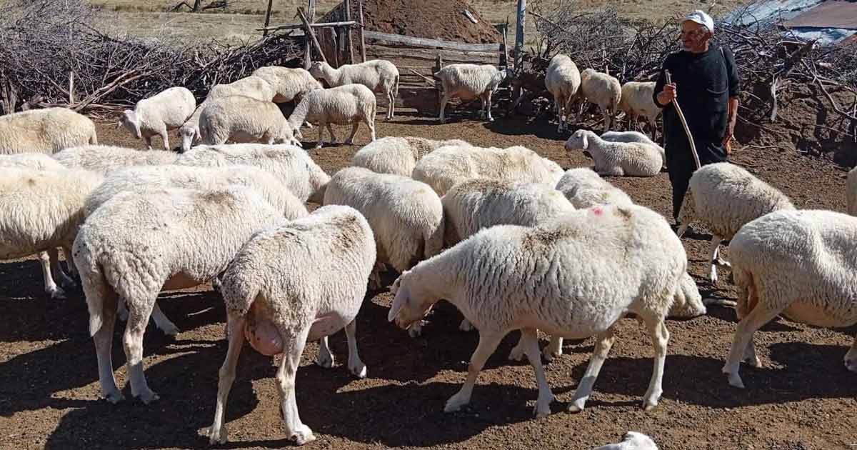 bolu orköy koyun destek