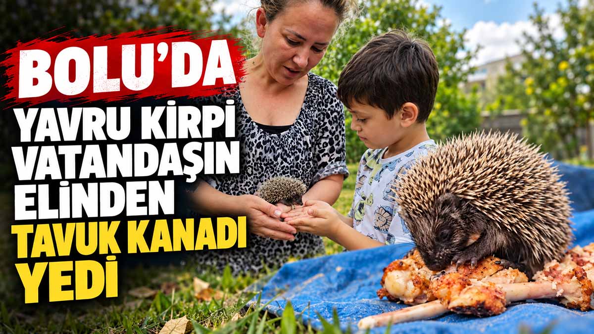 bolu yavru kirpi