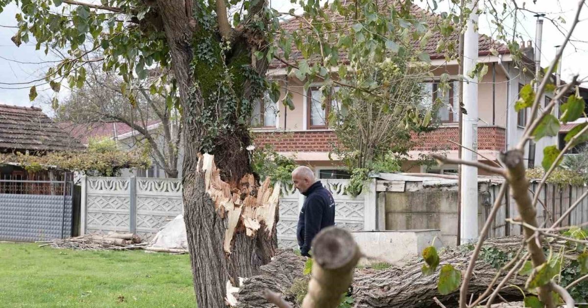 duzcede firtina agaclari devirdi belediyeden vatandaslara uyari BDjiWrTa.jpg