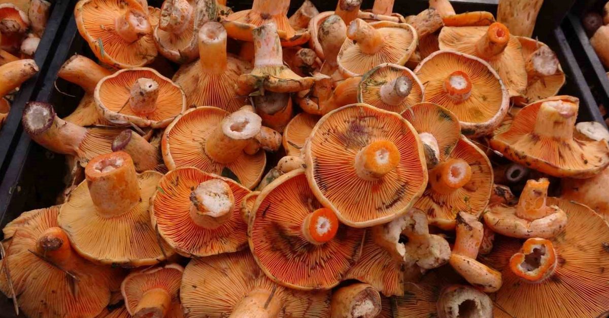 kastamonuda mantar alarmi bir haftada 40tan fazla zehirlenme ALW3JsBT.jpg