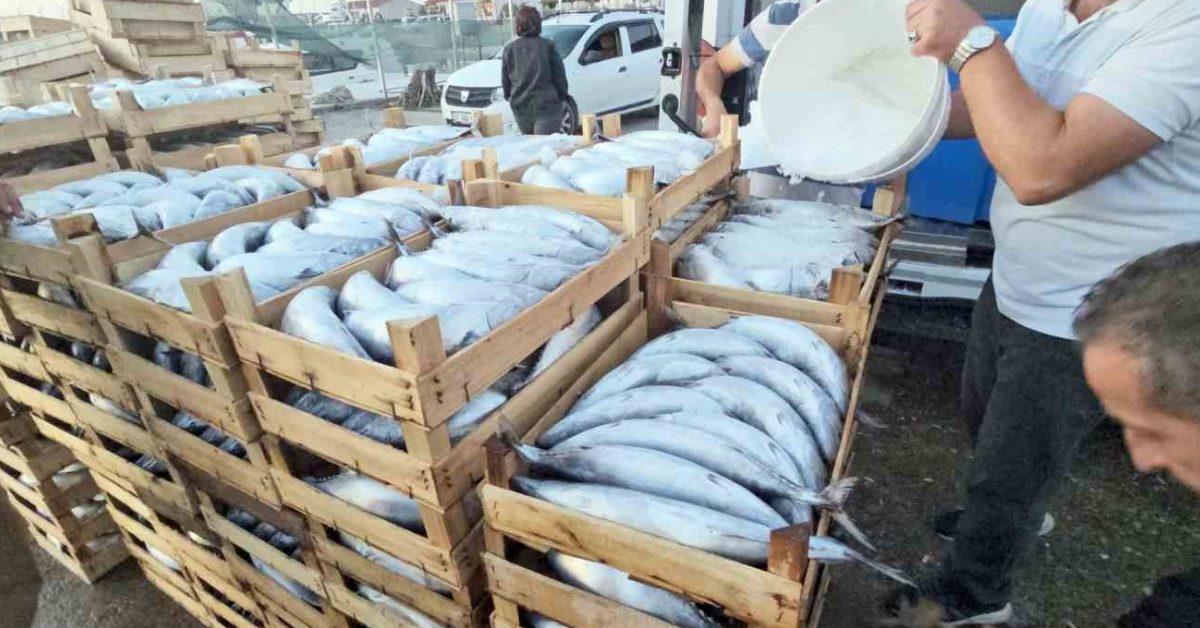 kastamonuda palamut bereketi fiyatlar 40 tlye kadar dustu mbURJ9yR.jpg