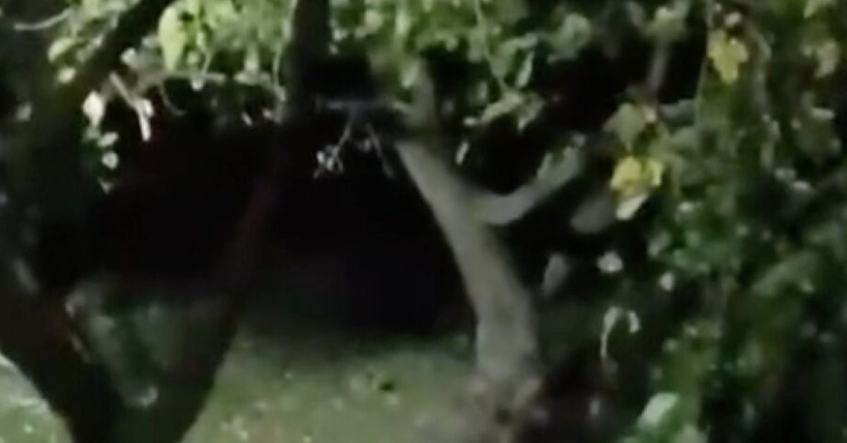 pamukovada bahceye giren ayi elmalari yedi EElPrz9M.jpg